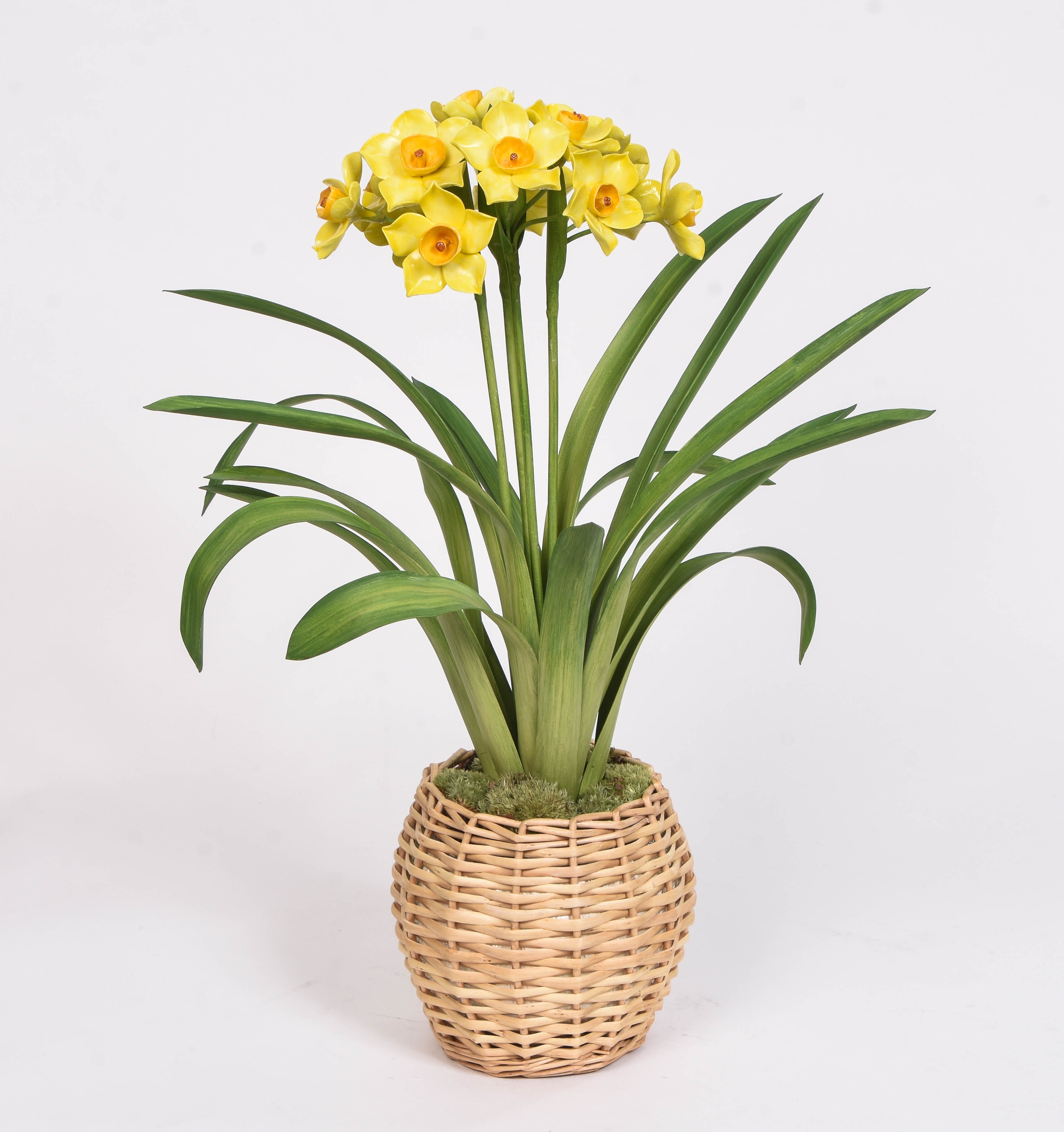 Daffodil in a Wicker Pot