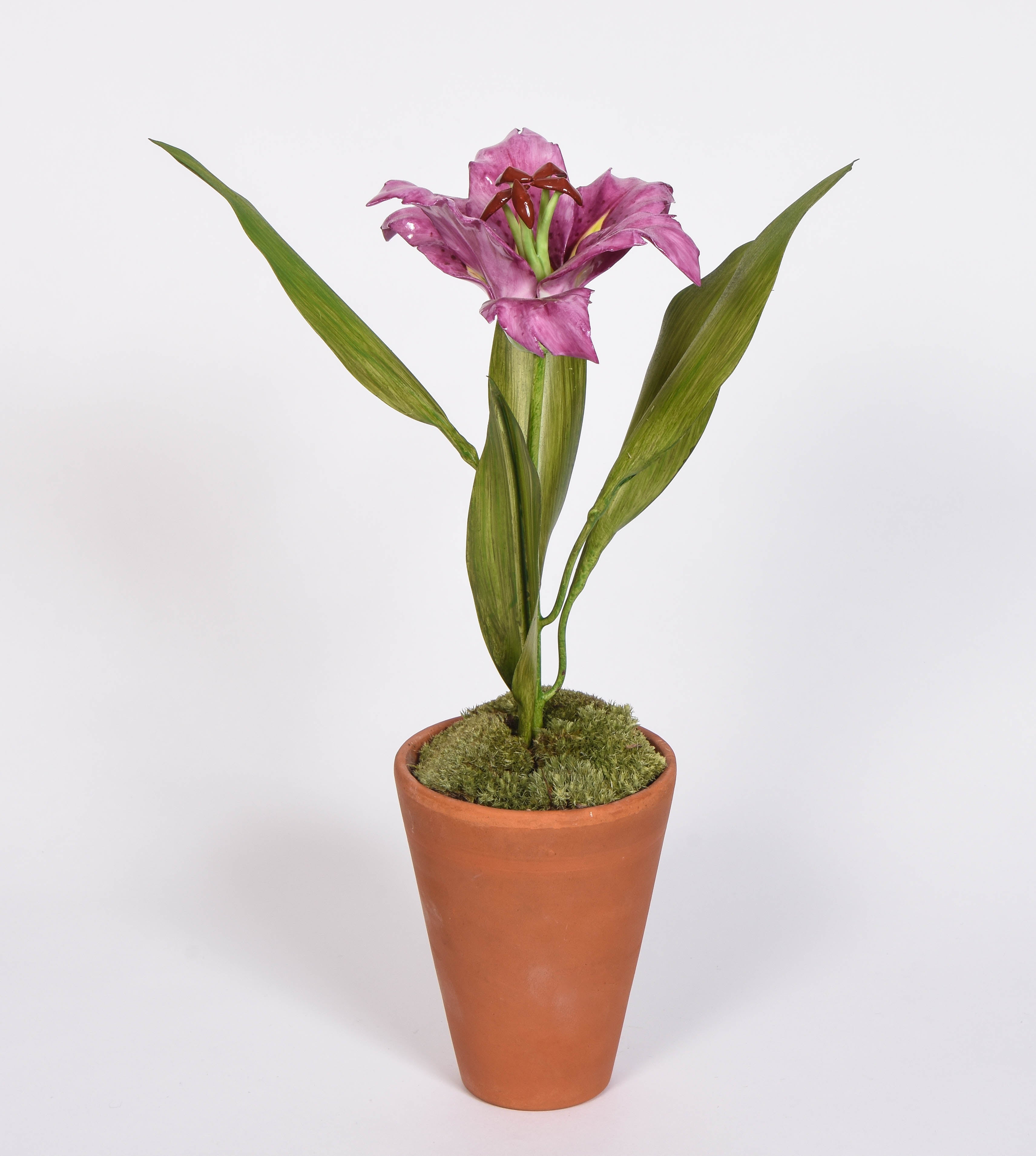Porcelain Lily