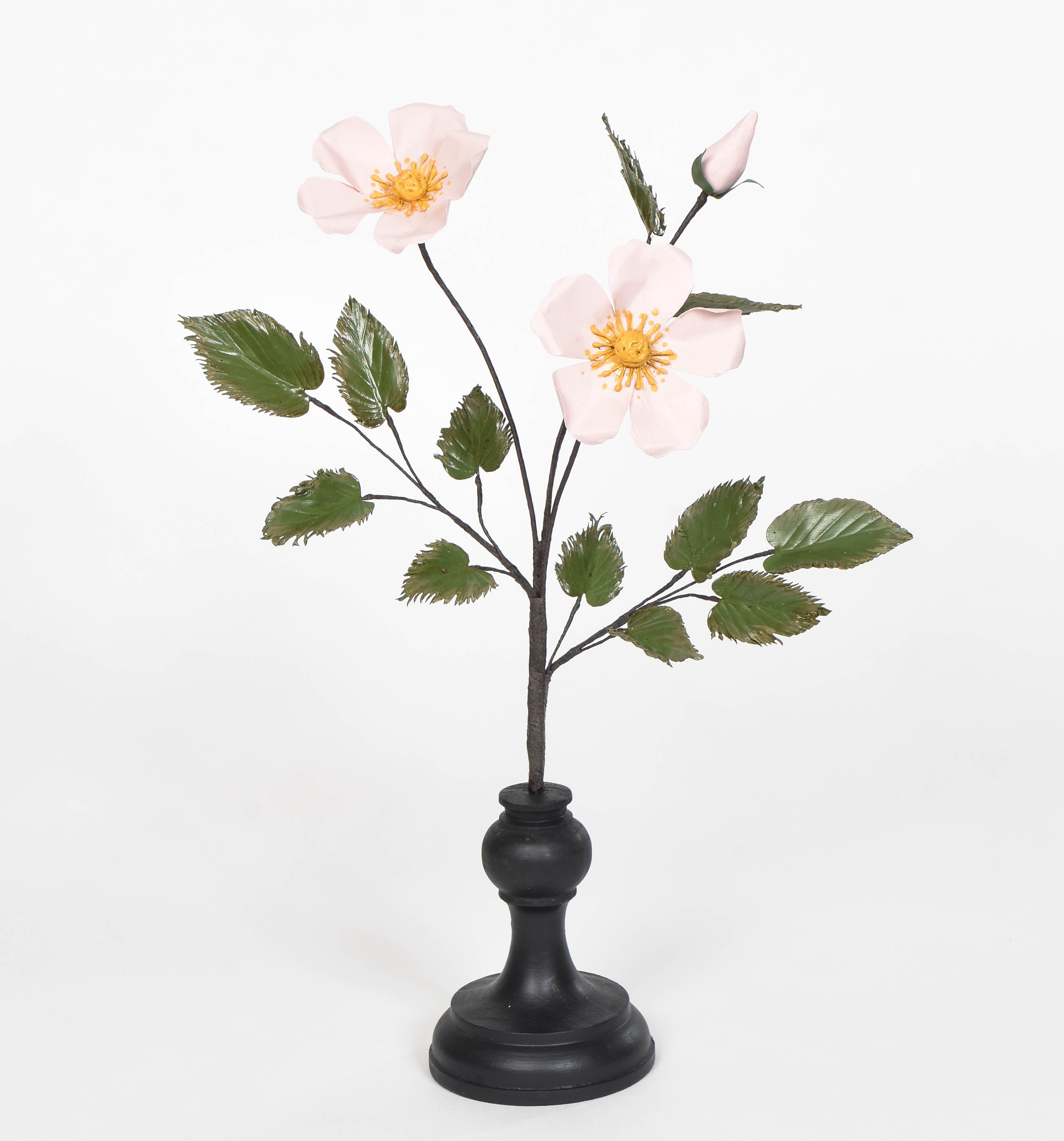 Eglantine Rose Specimen