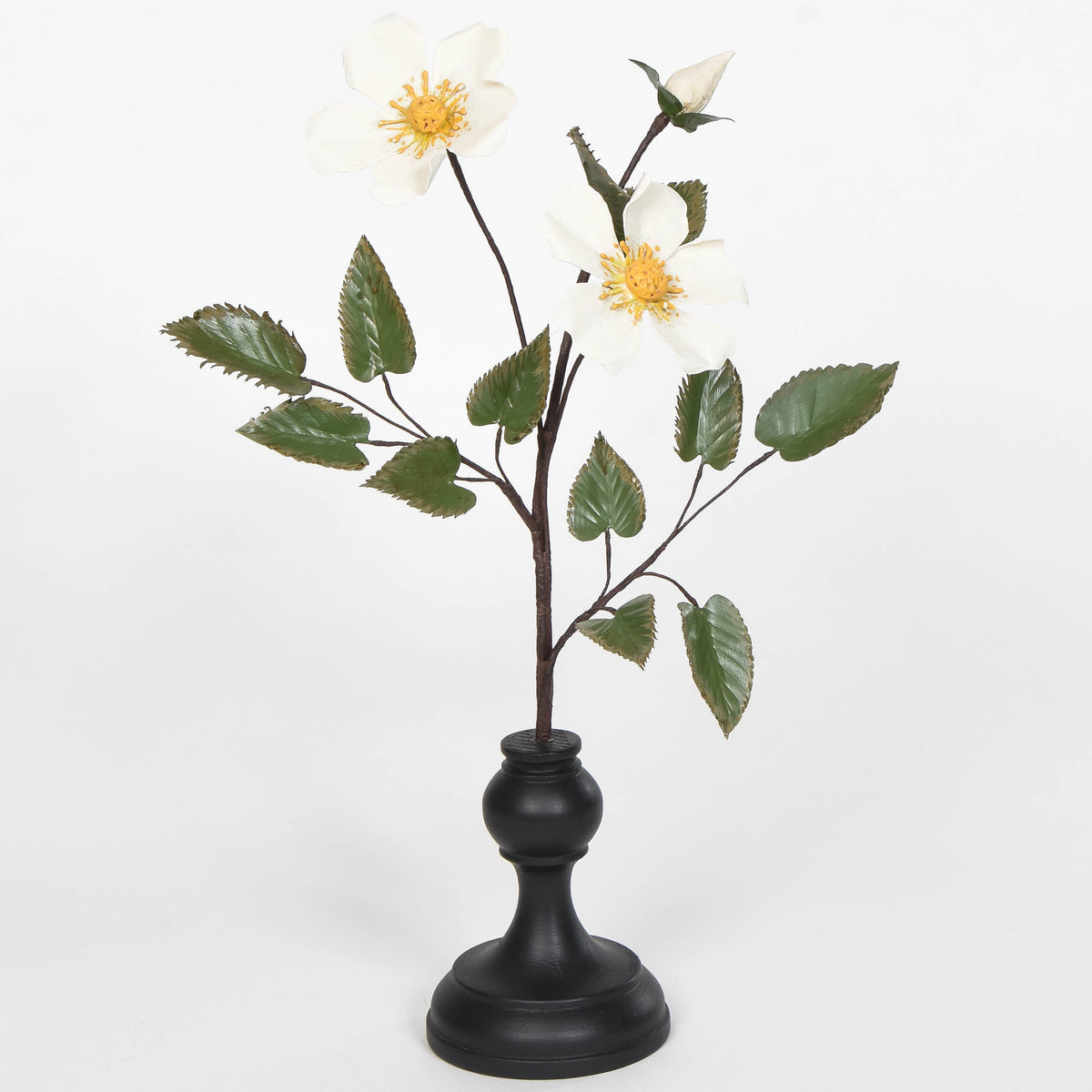 Eglantine Rose Specimen