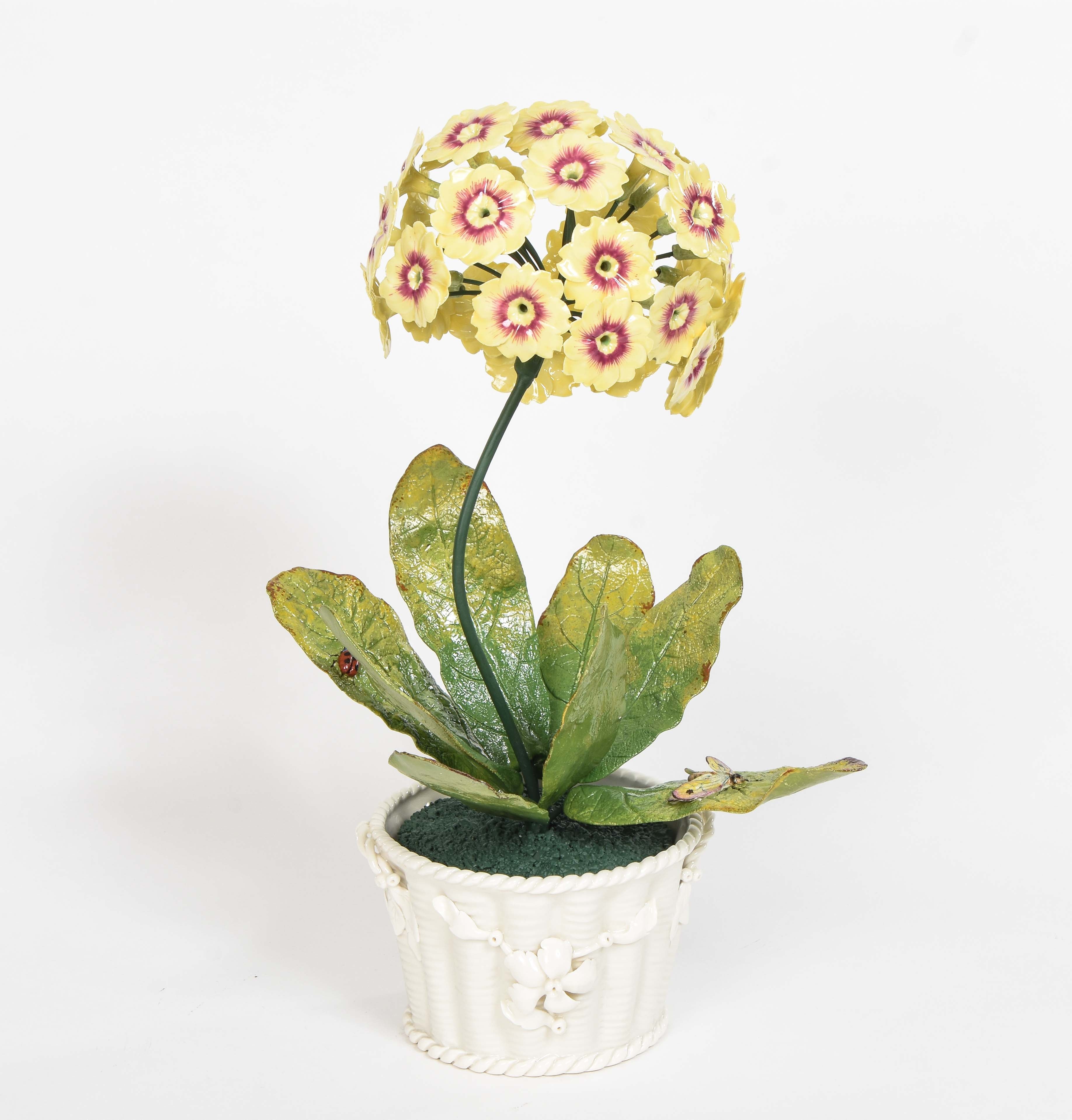 Primula Porcelain Plants