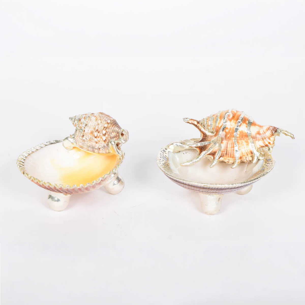 Shell Ravier