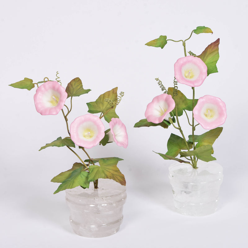 Pink and white morning glories