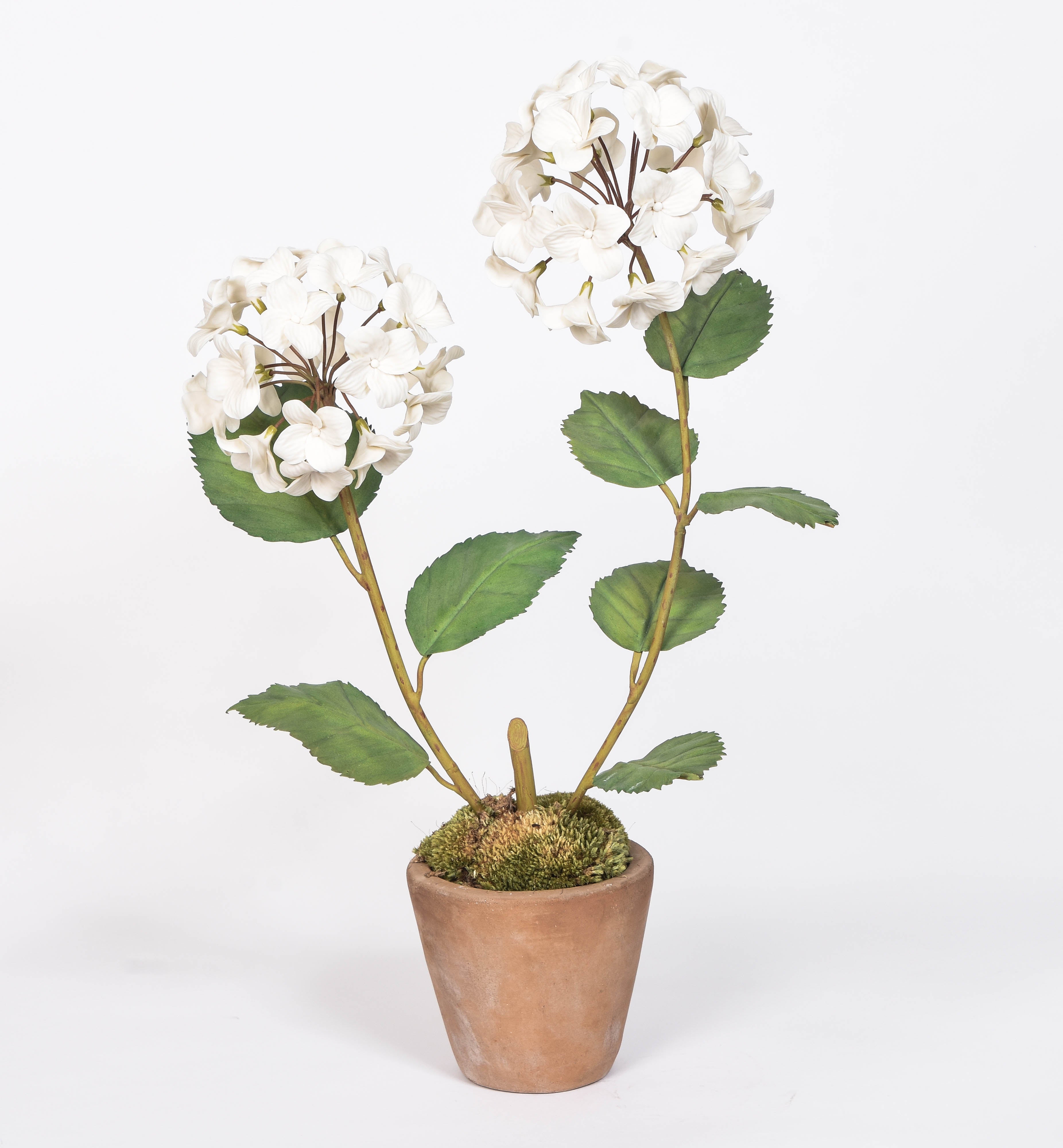 Double Stem Hydrangea