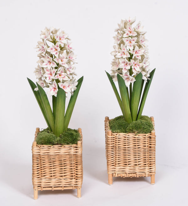 Porcelain Hyacinth