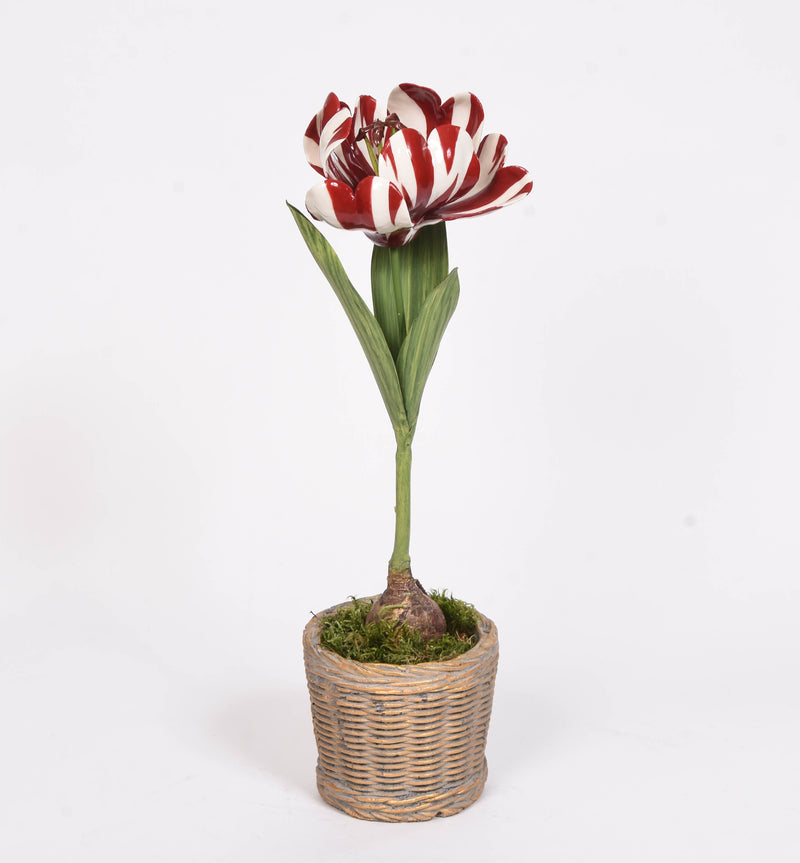 Tulip in Bronze Pot