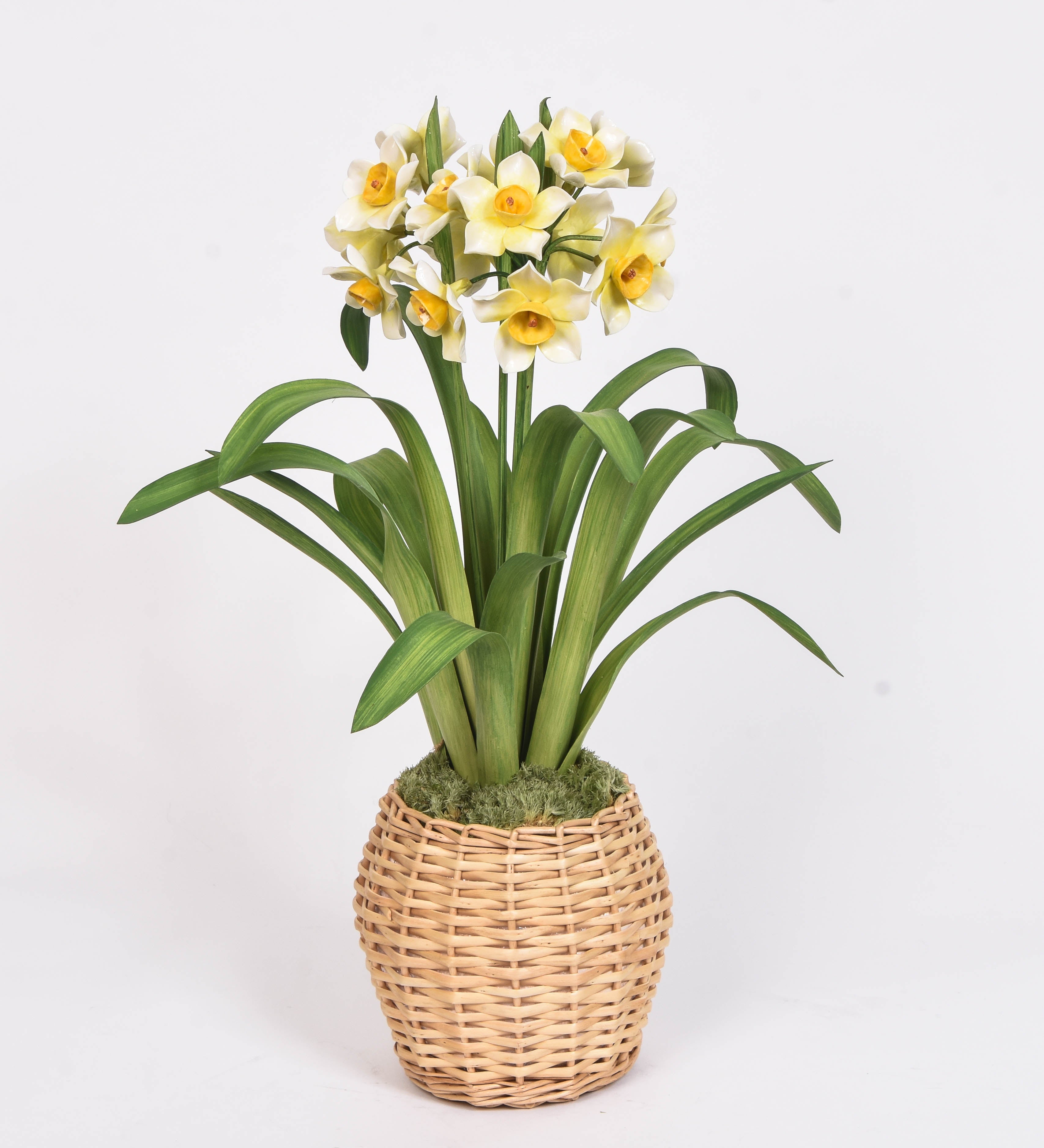 Daffodil in a Wicker Pot