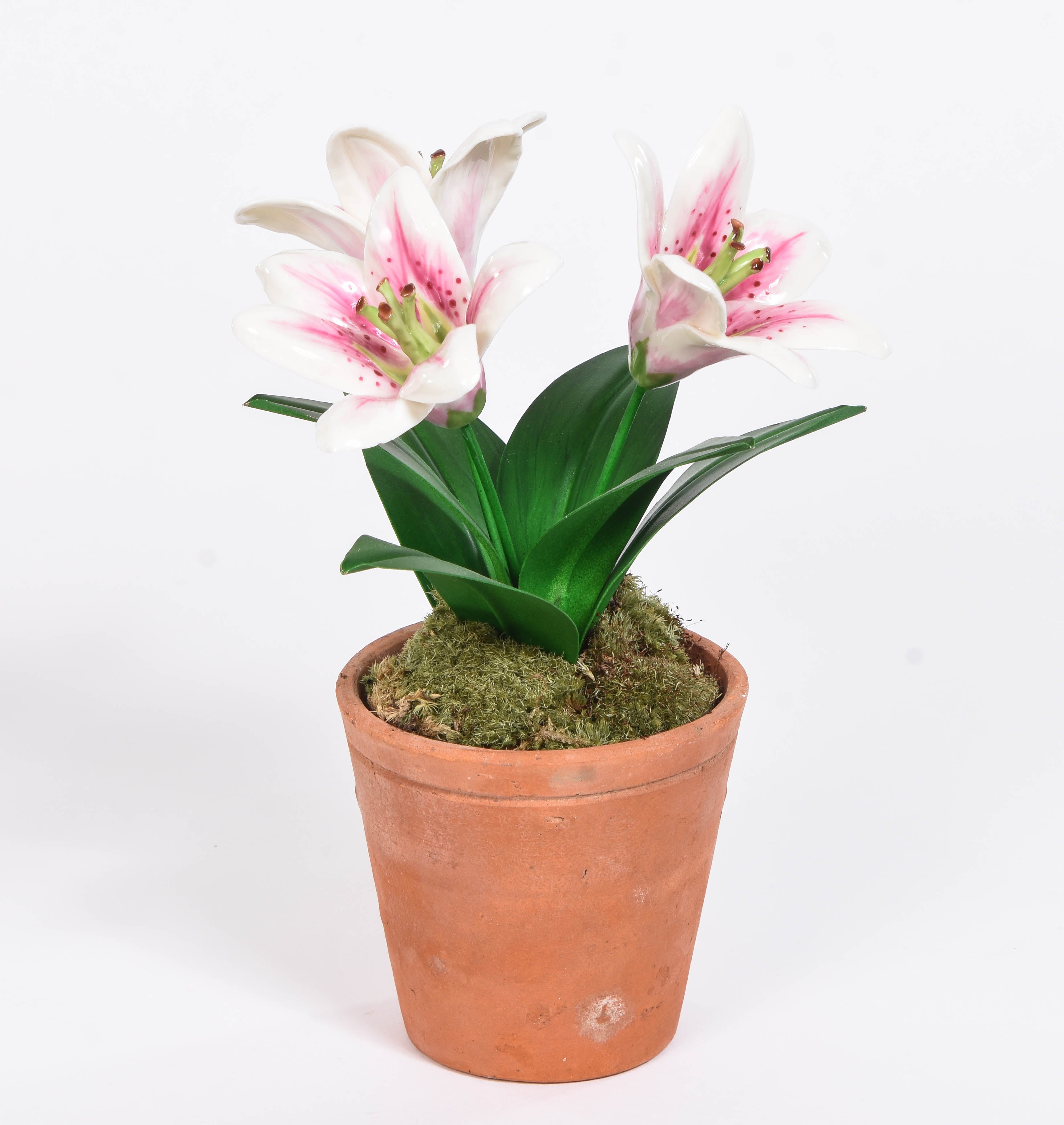 White and Pink Lilies