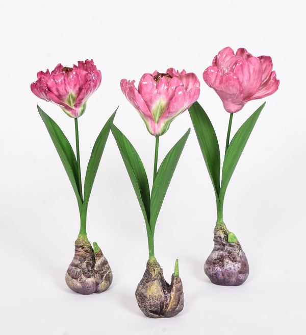 Bronze Bulb Tulips