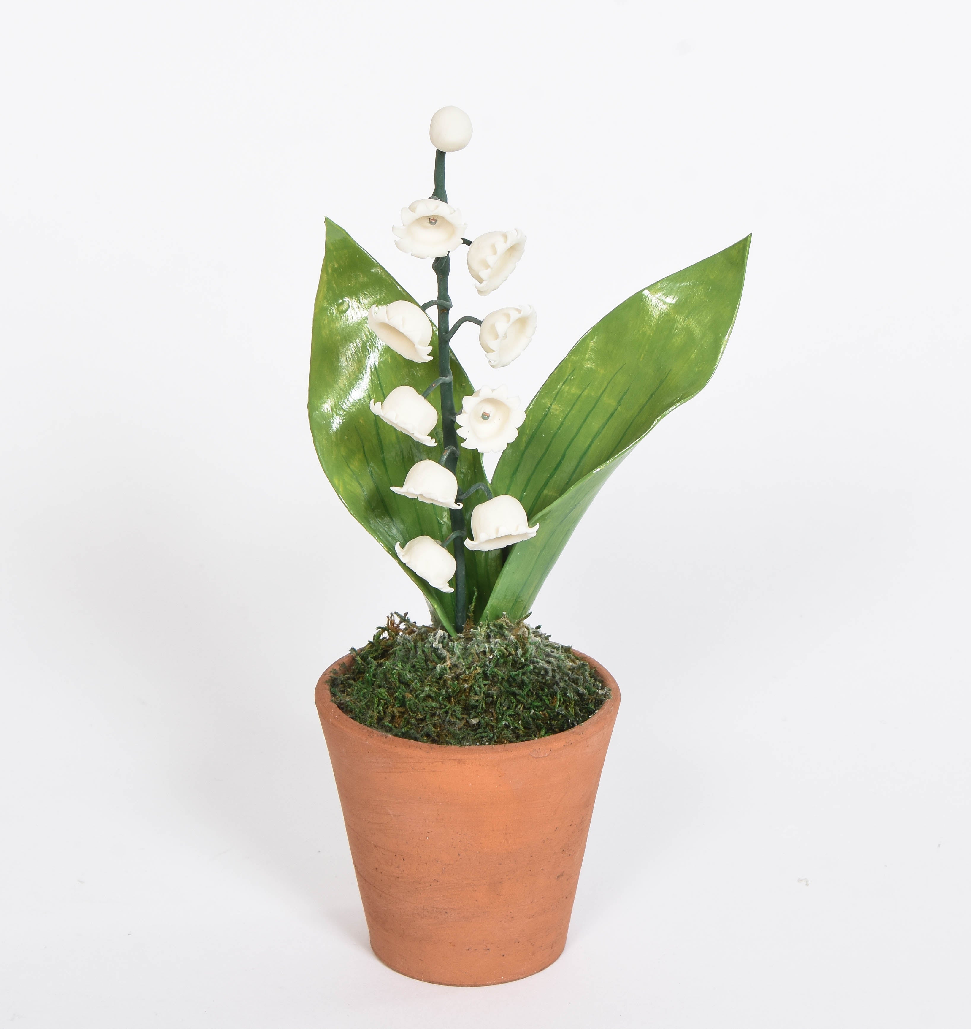 Lily of the Valley Plant