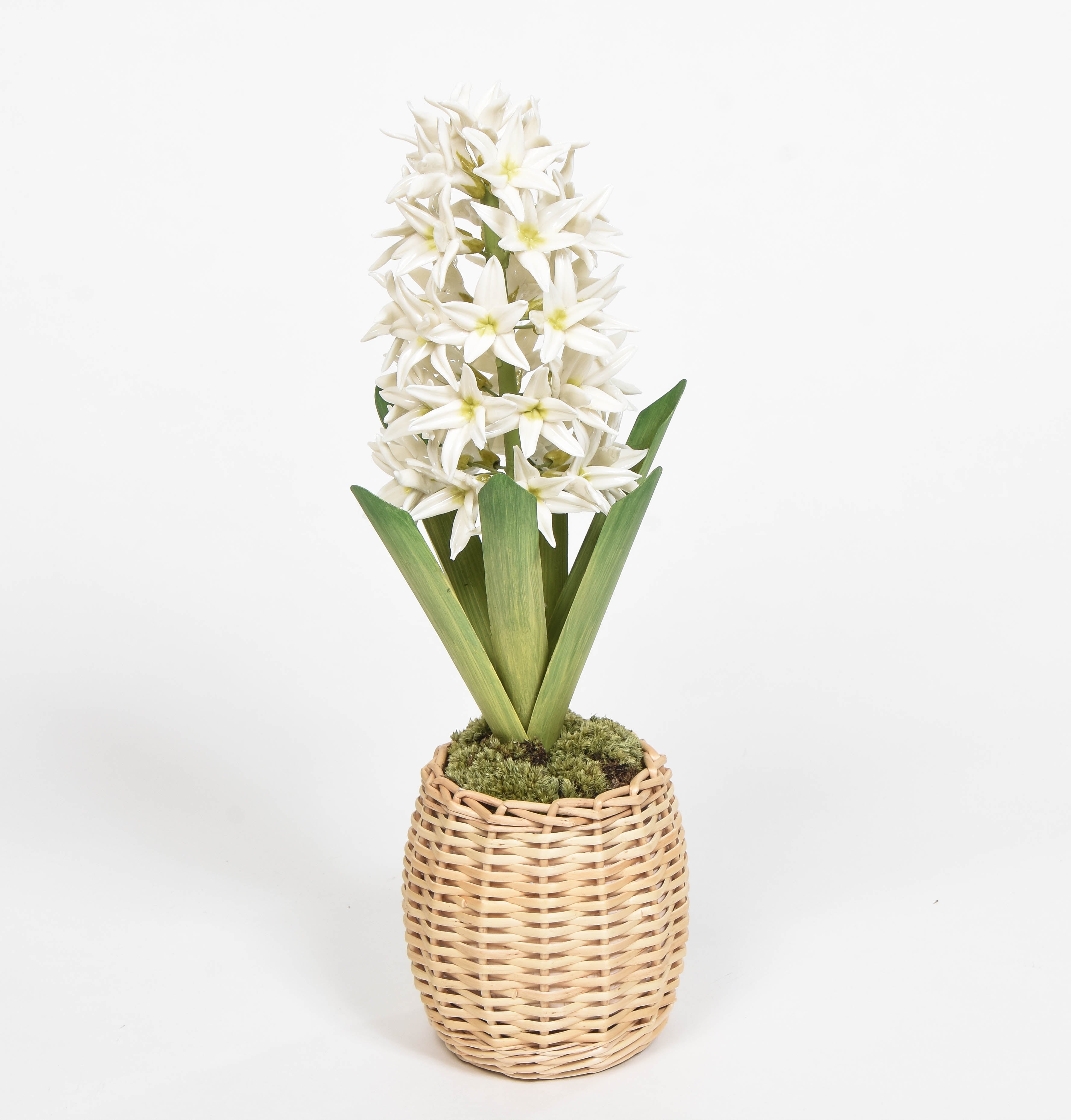 Porcelain Hyancinth