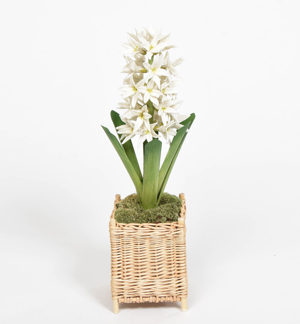 Porcelain Hyancinth