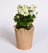 Basket Pattern with Scalloped Edge Planter