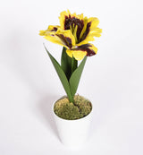 Porcelain Tulip
